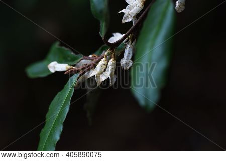 Elaeagnus Pungens Flowers In Autumn / Elaeagnaceae Evergreen Shrub