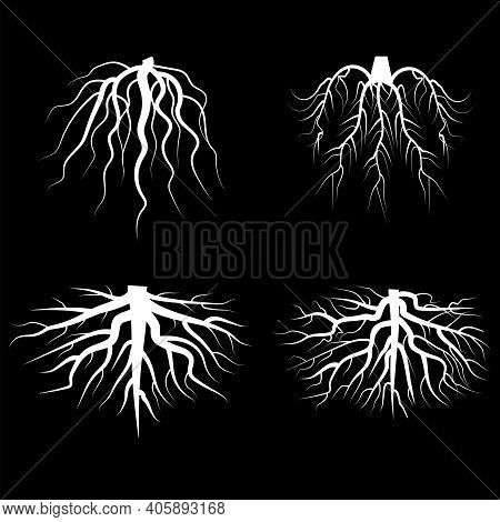 Beautiful White Roots. Doodle Illustration On Black Backdrop. Silhouette Vector. Line Art. Stock Ima