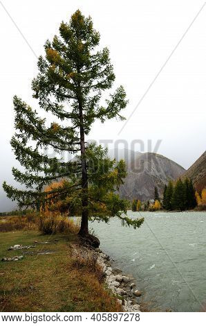 A Lonely Pine Tree Standing On The Very Edge Of A Rocky Bank By A Picturesque River Flowing Nearby.