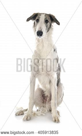 Young Borzoi In Front Of White Background