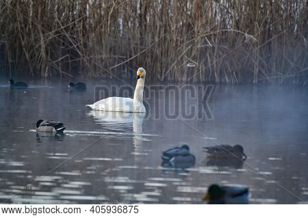 Whooper Swan In Misty Pond Early Morning