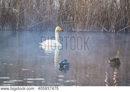 Whooper Swan In Misty Pond Early Morning