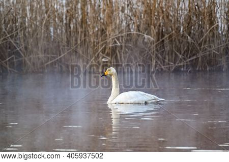 Whooper Swan In Misty Pond Early Morning