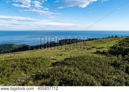 Horses Are Grazing On The Green Hill On Sunny Day. Sea And Blue Sky At The Background, Irun, Basque 