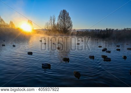 Sunrise And Mist Over Mallards In A Pond