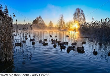 Sunrise And Mist Over Mallards In A Pond