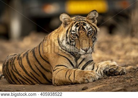 Showstopper A Wild Male Bengal Tiger Roadblock Inside A Jungle Resting On Forest Track At Ranthambor