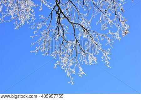 Icy Treebranches Against A Clear Blue Sky