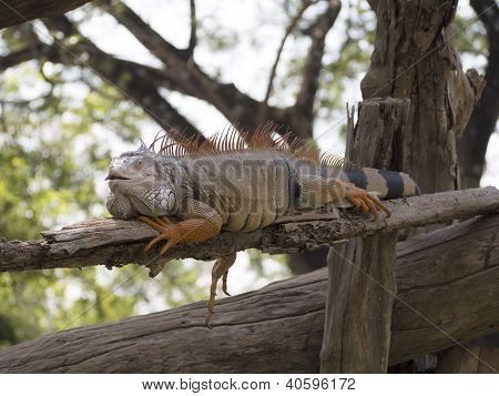 Iguana na dziennika