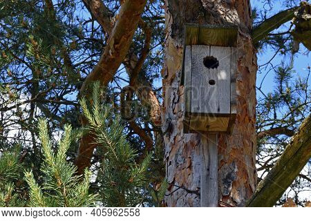 Birdhouse Close Up. Wooden Birdhouse For Birds. The Bird House Hangs On A Tree. Accommodation For Bi