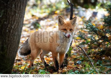 Young Fox Licks Its Lips While Looking At Food