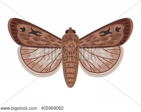 Exotic Moth. Cartoon Night Insect With Wings, Flying Amazing Big Australian Butterfly, Vector Illust