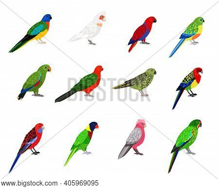 Parrots Set. Cartoon Birds With Colourful Feathers, Tropical Characters Of Zoo With Beak And Feather