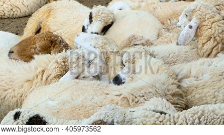 A Herd Of Sheep Rests In The Shade Maedow On A Sunny Fine Day.