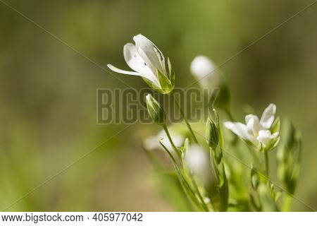 Macro Detail Of The Spring Meadow Stitchwort Or Stellaria Holostea White Flowers And Buds With Copy 