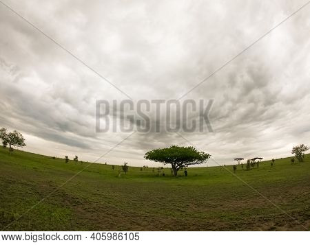 View Of Wild Animals And Vegetation In Ngorongoro Conservation Area Nca World Heritage Site, The Cra