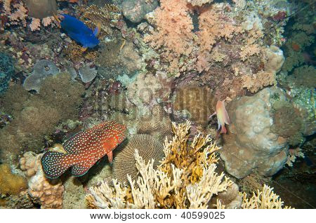 Coral Hind e Lebre mancha amarela