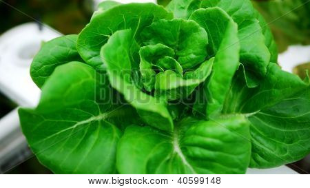 Butterhead