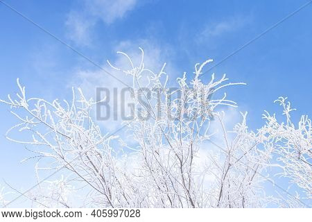 Branches Of Trees Covered With Frost On Blue Sky Background. Winter Landscape. Soft Focus
