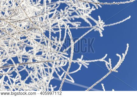 Winter Landscape. Branches Of Trees Covered With Frost On Blue Sky Background. Soft Focus