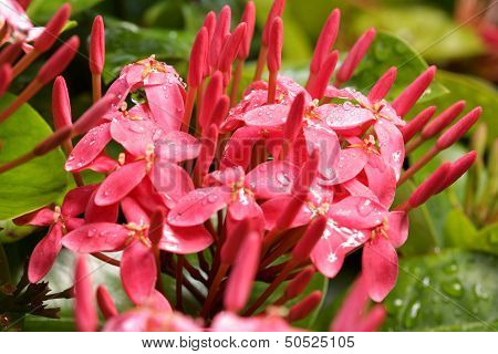 ixora coccinea