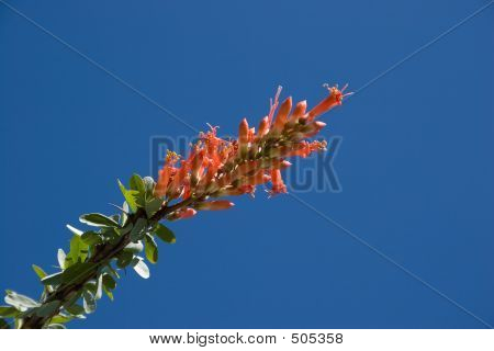 Tricolor strittende forår