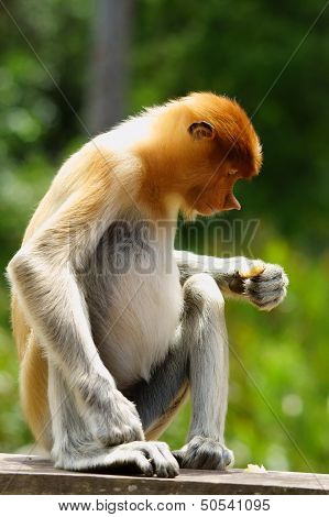 Proboscis Monkey