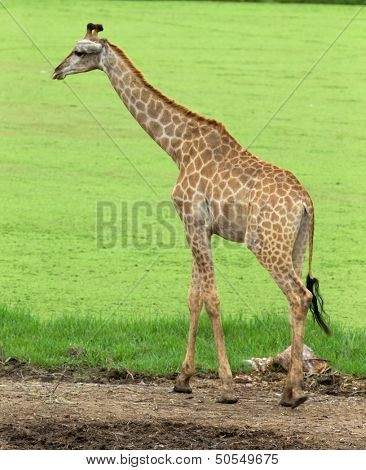 giraffes in the zoo safari park