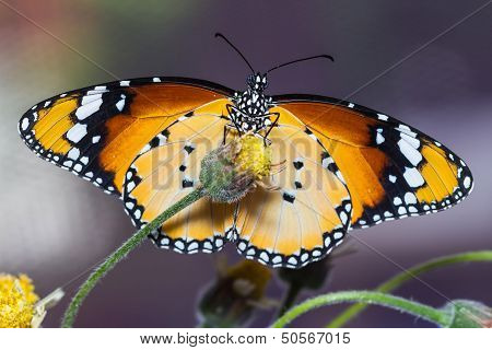 The Plain Tiger Butterfly