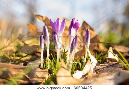 Heralds of Spring