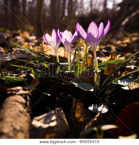 Heralds of Spring