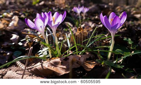 Heralds of Spring