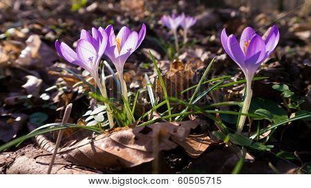 Heralds of Spring