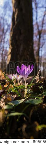 Heralds of Spring