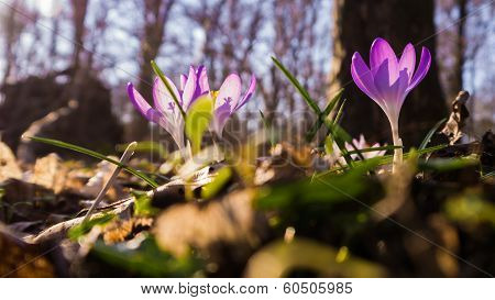 Crocus in the Light