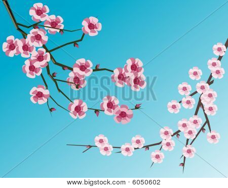 Fiori di ciliegio