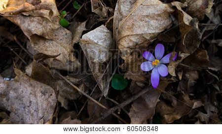 Heralds of Spring