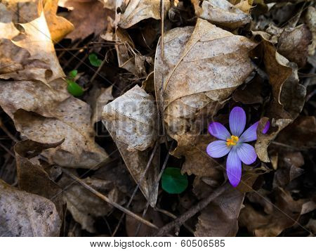 Heralds of Spring
