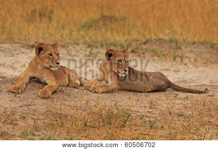 2 Lion Cubs