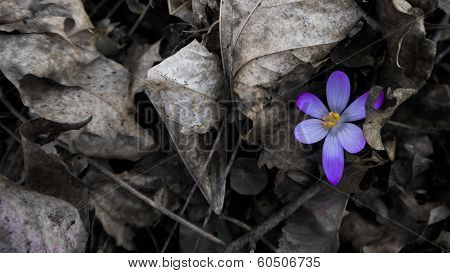 First Herald of Spring
