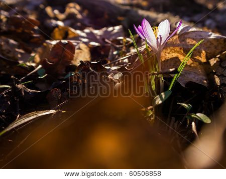 Crocus in the Light