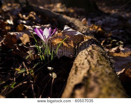 Crocus in the Light