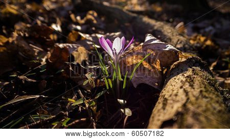 Heralds of Spring