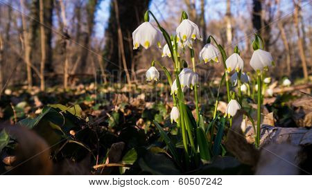 Heralds of Spring