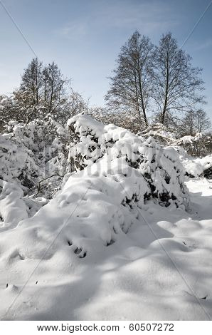 Winter Portrait Landscape