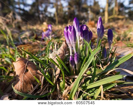 Heralds of Spring