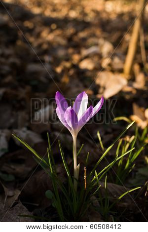 Heralds of Spring
