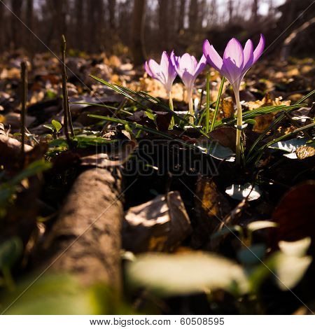 Heralds of Spring