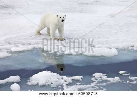 Polar bear in natural environment