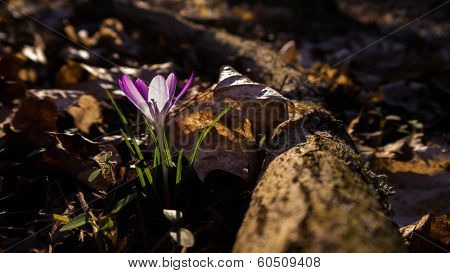 Heralds of Spring